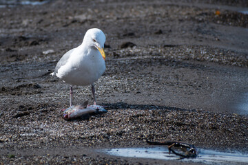 Herring Gull (Larus argentatus) Standing Over a Dead Fish on Beach