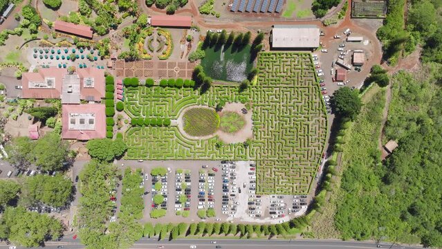 Top down shot sunny summer day of tourist attraction landmark with green maze. Pineapple farm green park 4K. Aerial view of cinematic green maze field. Maze in shape of pineapple on Oahu Hawaii Island