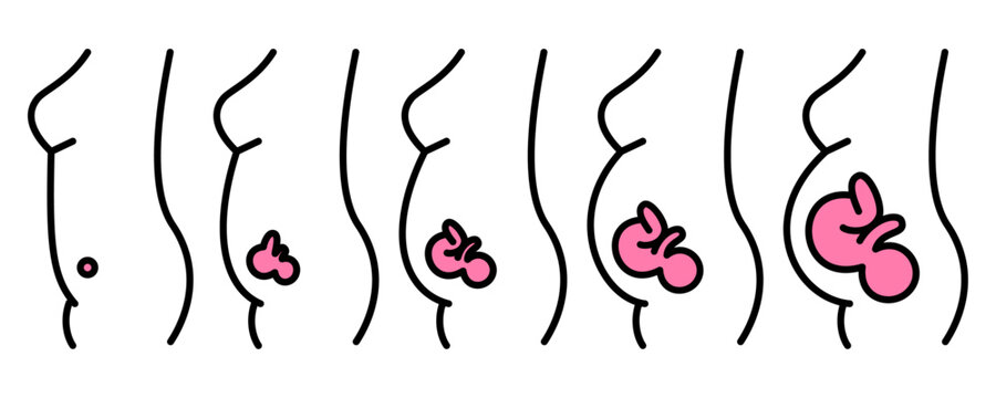 妊婦のお腹と胎児の成長のイメージ