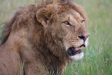 Kenya - male lion 3