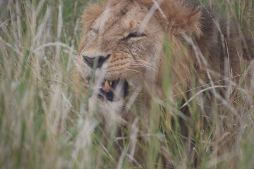 Kenya - male lion 2