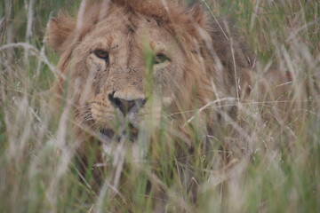 Kenya - male lion 1