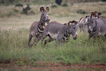 Kenya - zebras