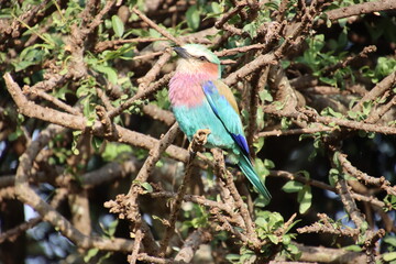 Kenya. Lilac-breasted roller 2