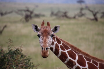 Kenya - giraffe closeup face