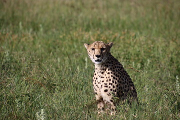 Kenya - cheetah