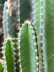 close up cactus in the garden
