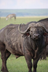 Kenay - water buffalo 1