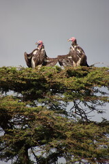 Kenya - vultures in tree 2 