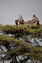 Kenya - vultures in tree 1