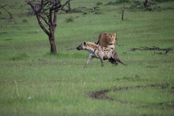 Kenya - lion and hyena
