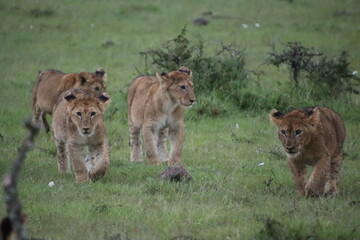 Kenya - lion cubs