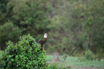 Kenya - bird in tree 