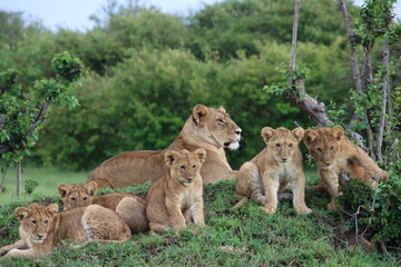 Kenya - lion pack