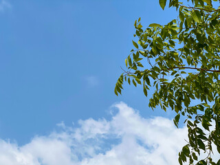 green leaves of a tree in the forest