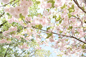 イチヨウ（一葉）　青空に満開の桜の花
