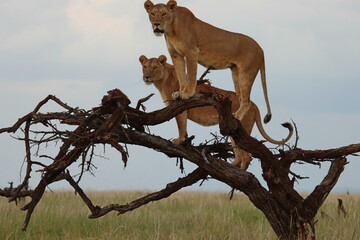 Lions in tree