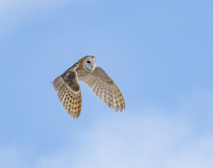 Owl in Flight