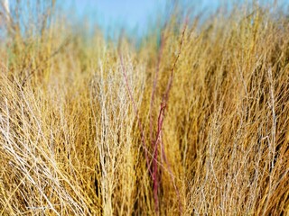 ears of wheat
