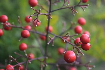 Wild red berries on a branch