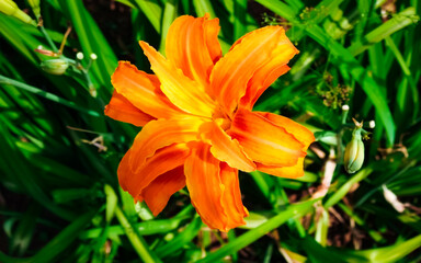 orange tiger lily