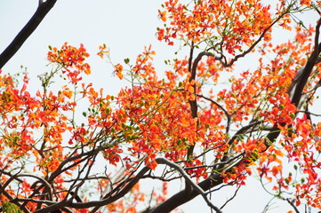 red autumn leaves