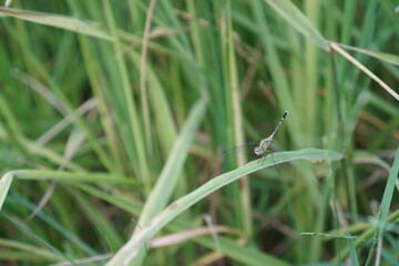 Green rice fields with steamed rice