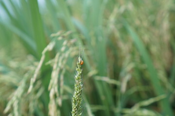 Green rice fields with steamed rice