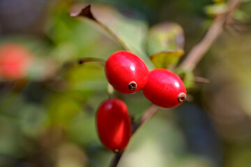 Autumn, fruits of the Barberry bush, which is a medicinal plant, Poland