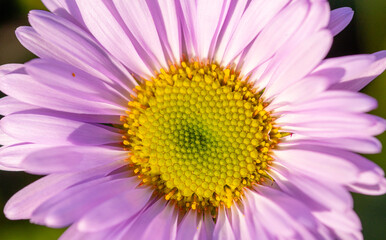 Macro, Photo, Alpine Aster, Asterae, Purple Flower, Yellow Flower