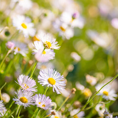 Daisies, Shallow Depth of Field, F 1.2, Asterae