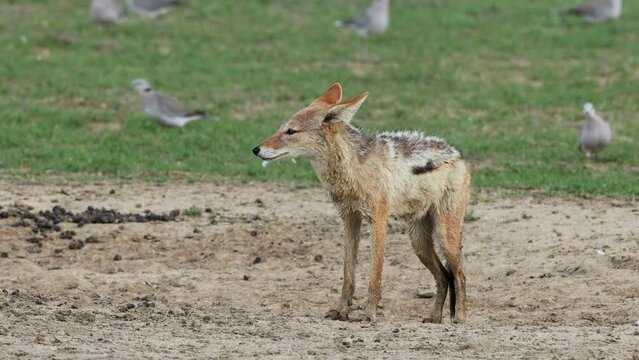 Black-backed jackals (Canis mesomelas) hunting Cape turtle doves, Kalahari desert, South Africa