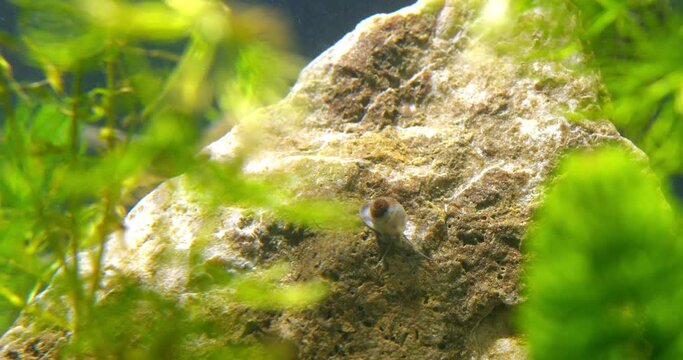 Small freshwater snail crawl over a rock in aquarium