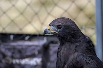  2021-05-24 PROFILE PHOTOGRAPH OF A MATURE FALCON WITH NICE EYES AND A DARK BACKGROUN
