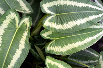 Close up of a leaves of Aglaonema Schismatoglottis Wallichii Painted Drop Tongue
