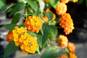 Yellow Lantana Camara flower