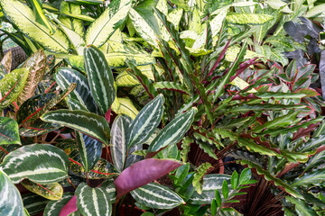Calathea Prayer Plants Medallions and Evergreen Aglaonema plant backgrounds
