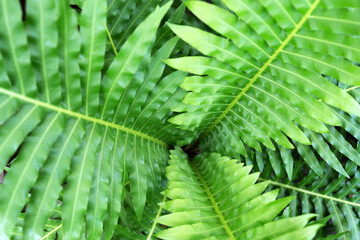 Close up of Blechnum Gibbum Silver Lady Fern