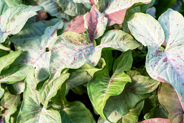 Close up of Syngonium Podophyllum Milk Confetti Leaves