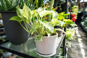 Close up of Pothos Epipremnum aureum snow queen © cn0ra