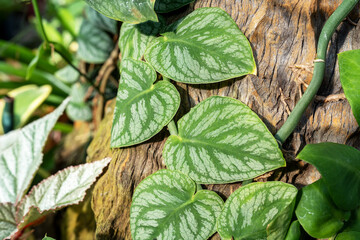 Close up of Monstera Dubia leaves