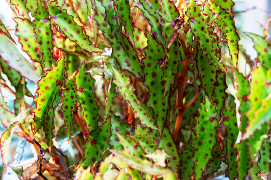 Close up of Begonia Borneo Amphioxus, Butterfly, Pink Spotted Begonia leaves