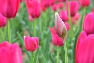 チューリップ　蕾