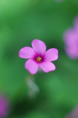 Fototapeta premium 幻想的なイモカタバミ