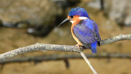 African kingfisher on the branch, closeup