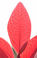 ブルーベリーの葉