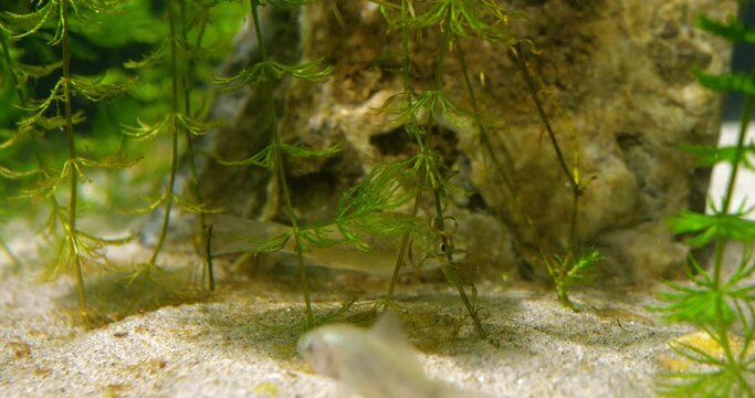 Small silver carps swim above ground in aquarium and eat green hornwort