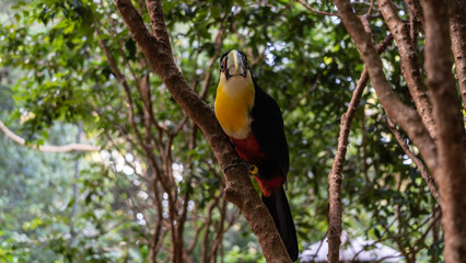 A tropical bird Ramphastos dicolorus green-billed toucan sits on a tree, looks at the camera. Bright black- yellow- red plumage, a large green beak, shiny eyes.The soft background is green foliage. 