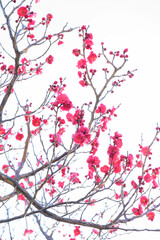 Fototapeta premium 寒い日が続くが、梅の花が綻び始めた。青空に紅色が映える。神戸岡本の梅林公園で撮影