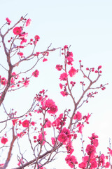 寒い日が続くが、梅の花が綻び始めた。青空に紅色が映える。神戸岡本の梅林公園で撮影